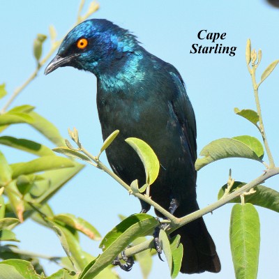 Cape Starling